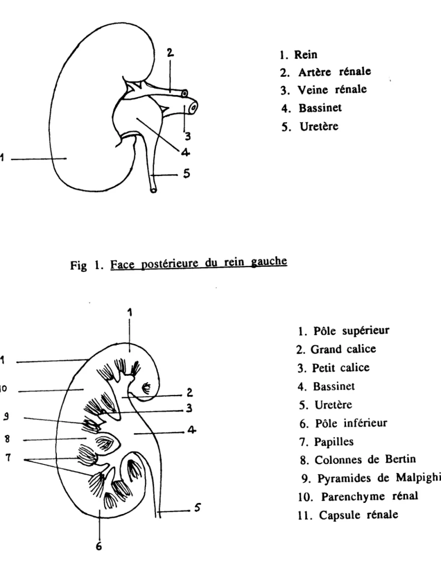 Fig I. Face postérieure du rein Bauche