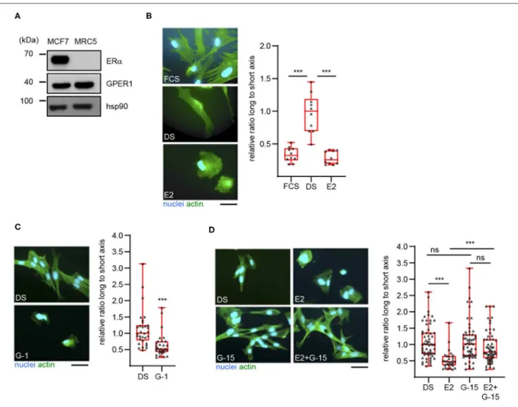 FIGURE 1 | 17β-estradiol induces a morphological change in MRC5 cells in a GPER-dependent manner