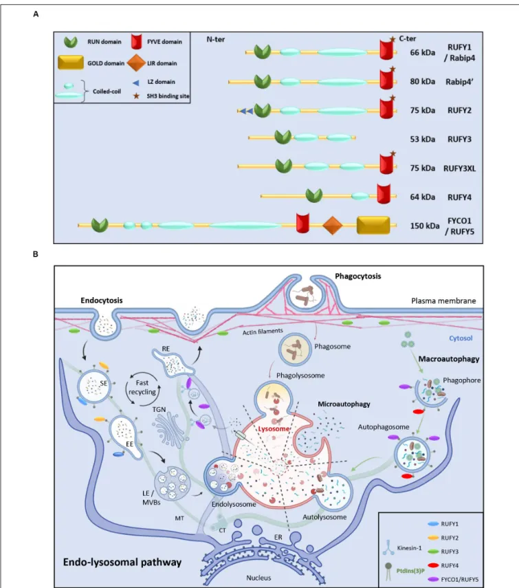 FIGURE 1 | RUN and FYVE domain containing-proteins in the endo-lysosomal pathway. (A) Schematic representation of the RUFY proteins family