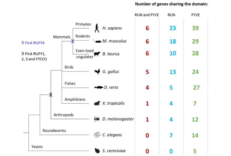 FIGURE 2 | Evolution of RUN and FYVE domain or rufy genes among living organisms. Diagram illustrating the evolution of the rufy genes