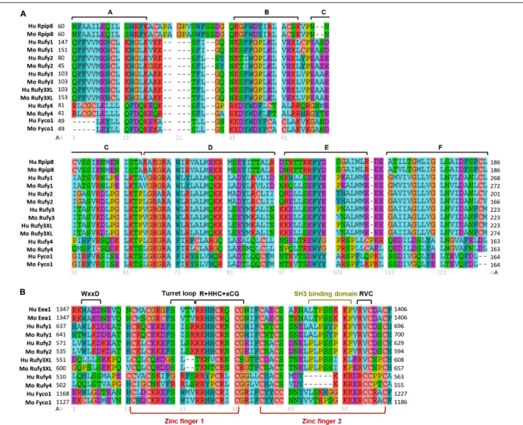 FIGURE 3 | Molecular organization of RUN and FYVE domains from the RUFY proteins family