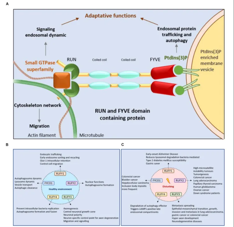 FIGURE 4 | RUFY proteins are important for intracellular trafficking, signaling and cytoskeleton dynamics
