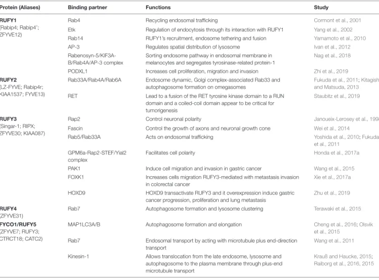 TABLE 1 | Summary of RUFY proteins functional interactions.