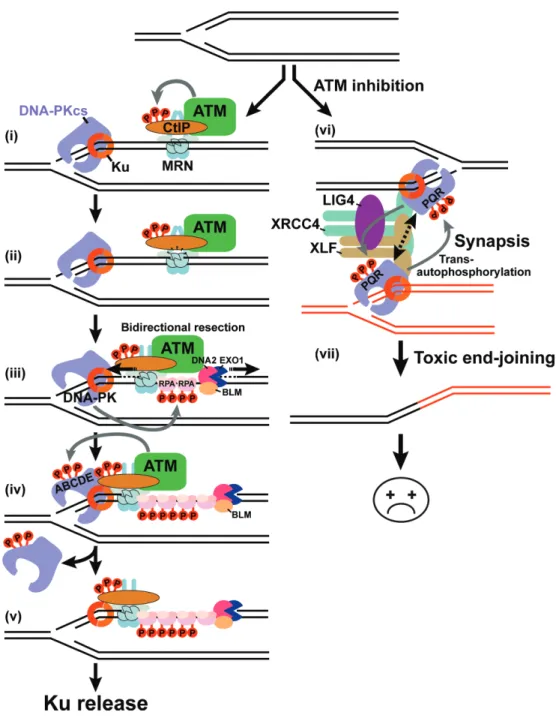 Figure 5. Proposed model for Ku and DNA-PKcs eviction from a single-ended DSB. At a seDSB, Ku loads at the DNA end and MRN associates concomi- concomi-tantly on the break side (i)