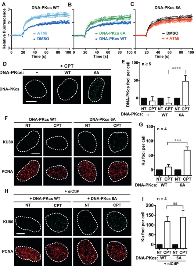 Figure 3. Phosphorylation of DNA-PKcs on the ABCDE cluster is necessary for its clearance from seDSBs