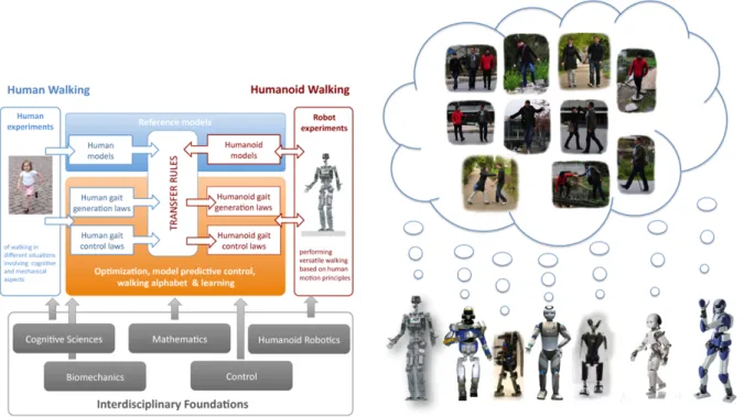 Figure 3. (left) Graphical representation of the scientific approach of the Koroibot project - (right) View of the humanoid robot used in the Koroibot project dreaming of human walking capabilities