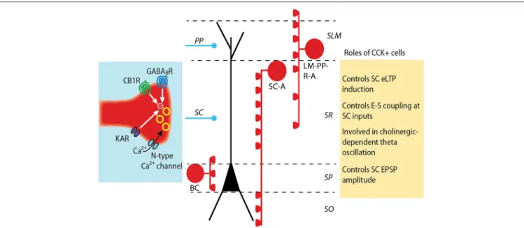 FIGURE 1 | Modulation and roles of GABA release from CCK+