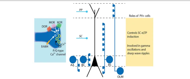 FIGURE 2 | Modulation and roles of GABA release from PV+