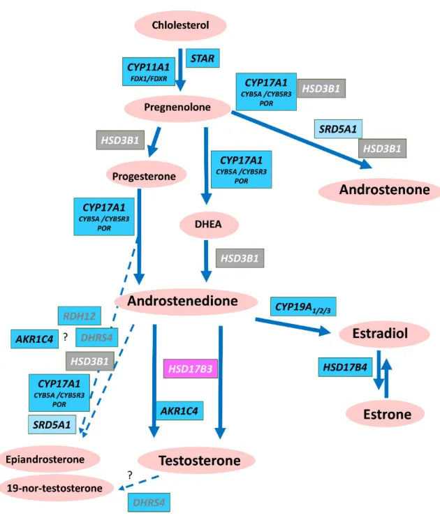 Figure A1. Landscape of genes involved in the pathway of sex steroids production in the porcine testis