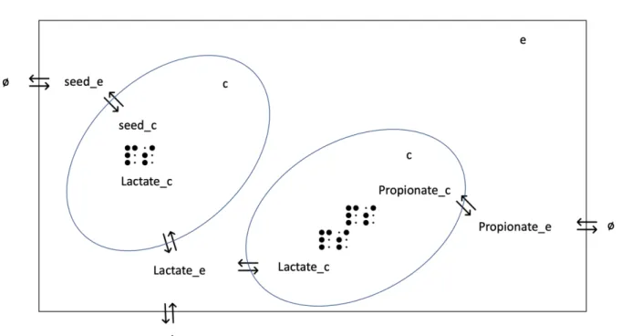 Figure 10: Example of exchange reactions modelled in the TANGO bacterial communnity.