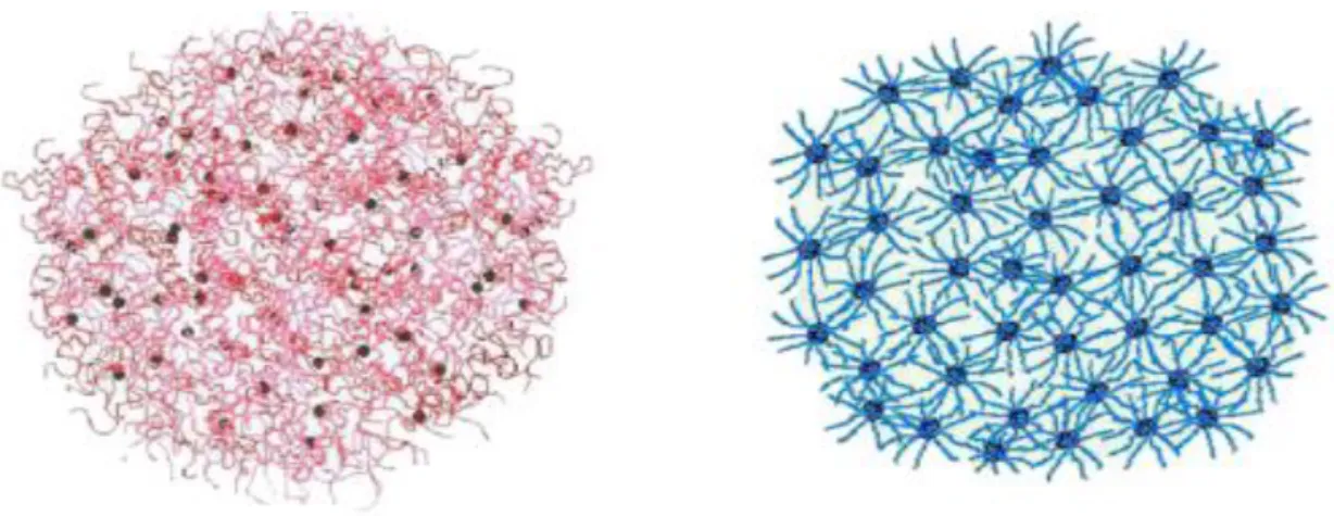 Figure 3:Modèle d’association des caséines en une structure micellaire selon Holt.