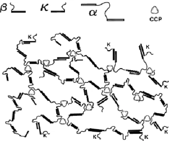 Figure 4:Modèle d’association des caséines en une structure micellaire selon Horne. 