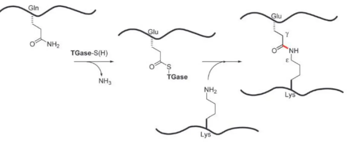 Figure 7: mécanisme de réticulation des protéines par la Transglutaminase.