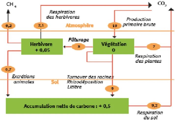 Figure 1 : Flux de carbone d’une prairie pâturée, en tC/ha/an (Soussana et al., 2004) 