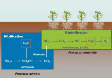 Figure 2 : Processus microbiens à l’origine de la production de N 2 O dans les sols (P