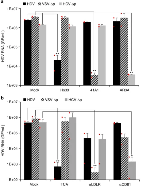 Fig. 4 Speci ﬁ c glycoprotein-receptor interactions mediate cell entry of HDV particles