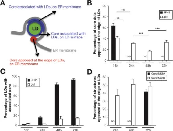 Figure 5. Characterization of HCV core structures within infected cells. A schematic representation distinguishing the different categories of core structures with regard to LD localization that were quanti ﬁ ed (A)