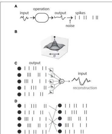 FIGURE 3 | Variability due to degeneracy. (A) Spikes can be seen as the result of a sequence of operations applied on an input signal, followed by spike generation