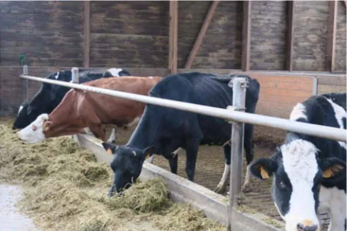 Fig. 1 Picture of a dairy herd in one of the surveyed farms taken during winter 2017 – 2018, at the end of the conversion to organic farming.
