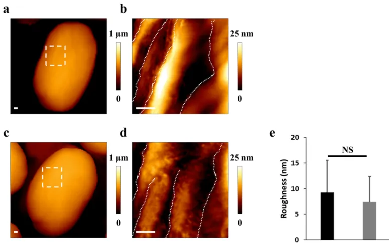 Fig 4. AFM in liquid does not reveal modification of volume and roughness. (a) Height AFM image of an untreated spore