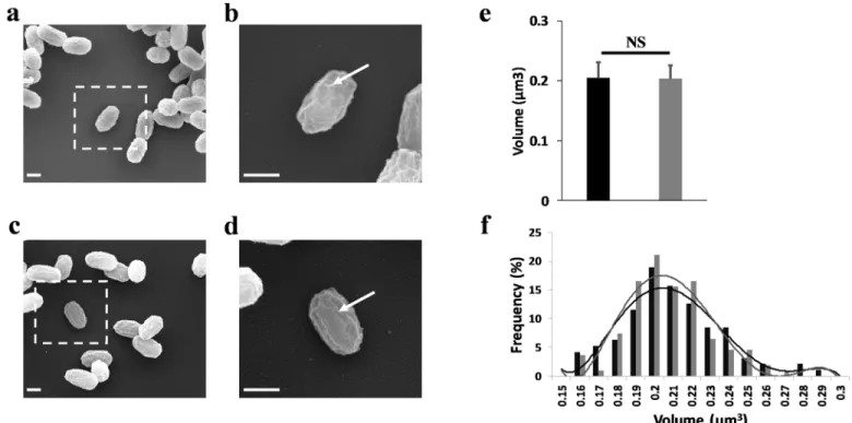 Fig 2. Electric arcs do not induce morphological damage on spores. (a) SEM image showing a population of untreated spores