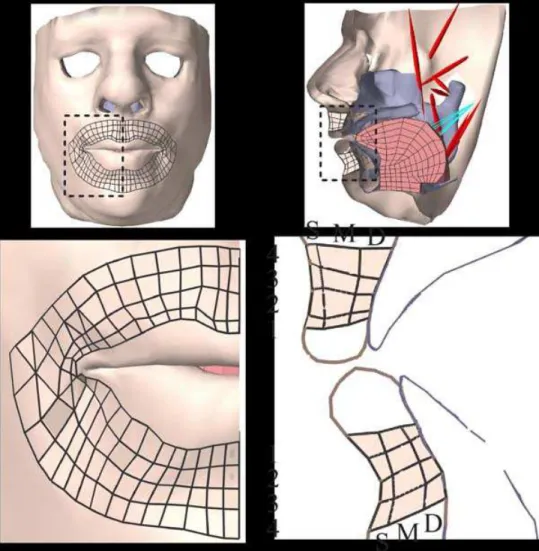 Figure 4. Frontal (left) and lateral (right) views of the face model showing the OO 