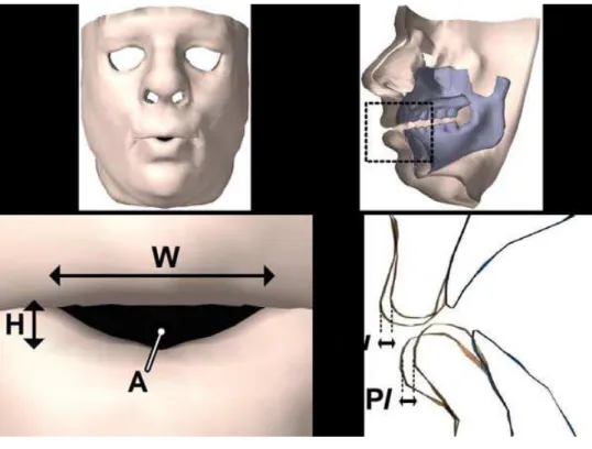Figure 6. Lip protrusion and shaping metrics (inspired by Abry &amp; Boë, 1986). Frontal  view (left): lip opening  width ( W ), height ( H ), and area ( A )