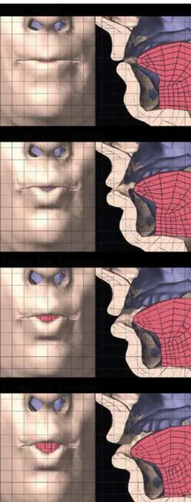 Figure 9. Simulated lip rounding and protrusion for different levels of jaw lowering.  Jaw  lowering increases lip opening and reduces lip protrusion