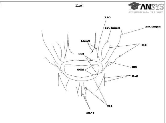 Figure 2- Macrofibers of the ten modelled muscles. 