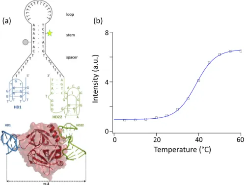 FIG. 1. Design of a FRET aptadimer.