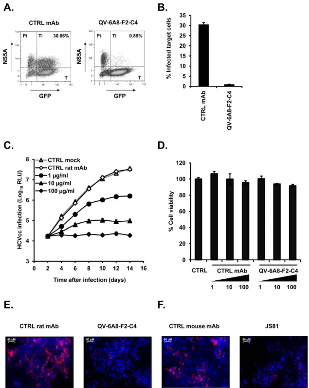 Figure 5. Anti-CD81 mAb inhibits HCV cell-to-cell transmission and viral spread. (A) Quantification of HCV-infected target cells (Ti) after co–cultivation with HCV producer cells (Pi) during incubation with control or anti-CD81 QV-6A8-F2-C4 mAbs (10 mg/ml)