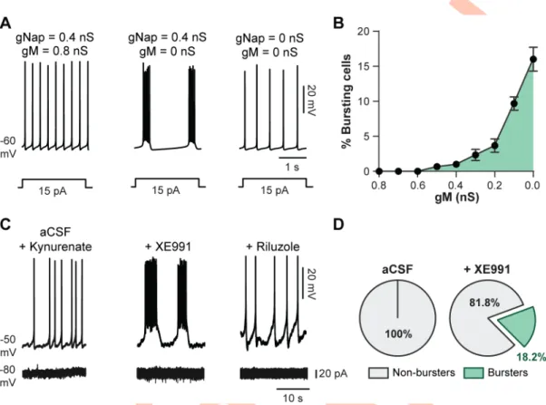 Fig 5. I M regulates the firing pattern of L1–L2 ventromedial interneurons. (A) Typical switch of the firing pattern from spiking to bursting in a single-neuron model when g M was switched “off”; simulated blockade of I NaP (g NaP = 0) abolished bursting a