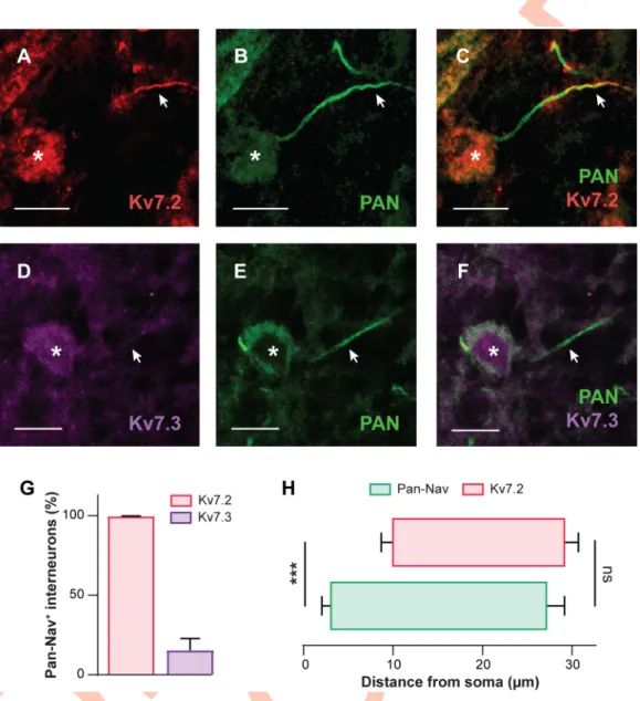 Fig 2. Lumbar interneurons within the locomotor CPG region ubiquitously express Kv7.2-containing channels