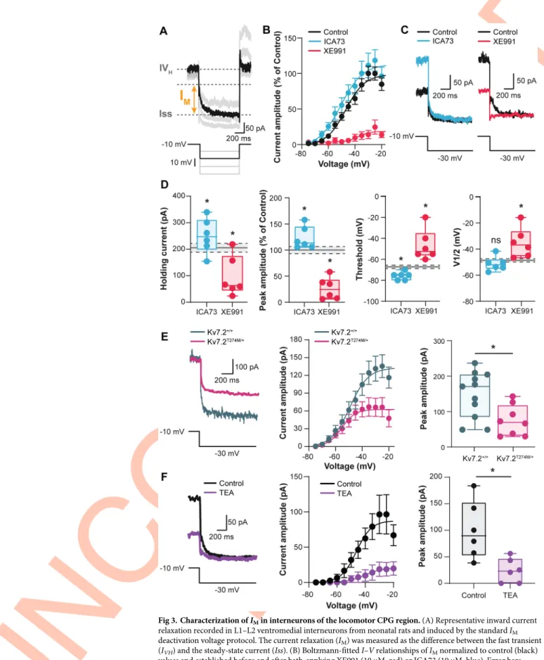 Fig 3. Characterization of I M in interneurons of the locomotor CPG region. (A) Representative inward current relaxation recorded in L1–L2 ventromedial interneurons from neonatal rats and induced by the standard I M