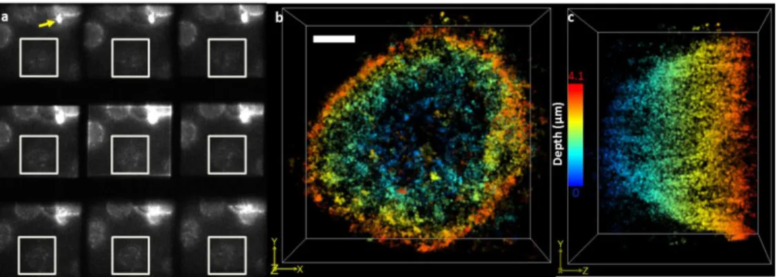 Fig. 5. (a) Raw image of lamina-Cy3b during 3D-MF-SMLM acquisition. Yellow arrow on the  top left panel indicates the bead used for drift correction