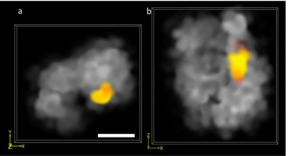 Fig. 6. Two-color 3D-SM-SMLM images of the bithorax complex domain (grey) and the Fab-7  locus  (orange)