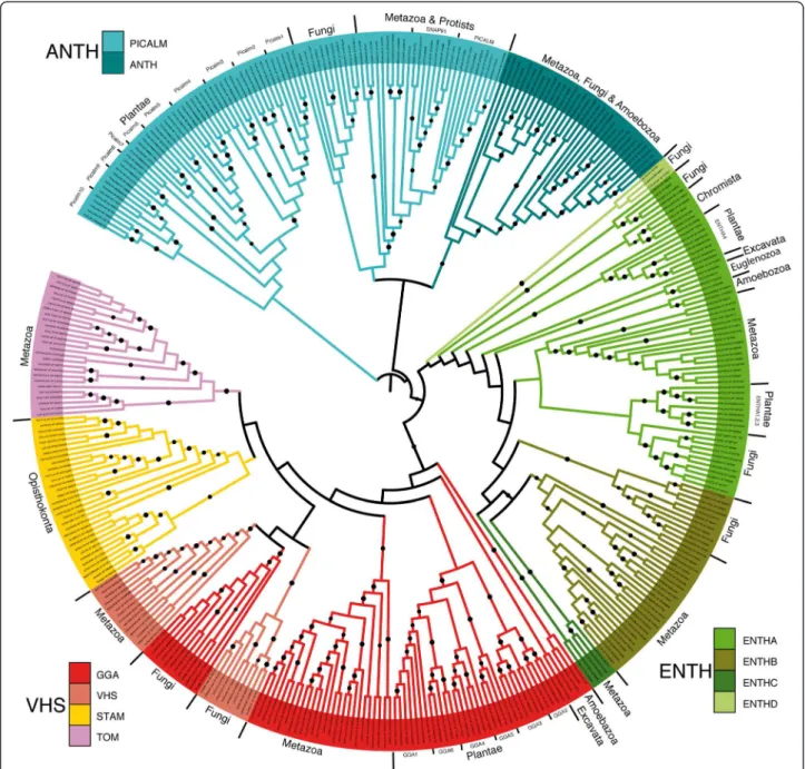 Figure 1 Phylogeny of the proteins with an ENTH, ANTH or VHS domain. Unrooted tree displaying the grouping of most ANTH, ENTH and VHS proteins from 42 fully sequenced organisms