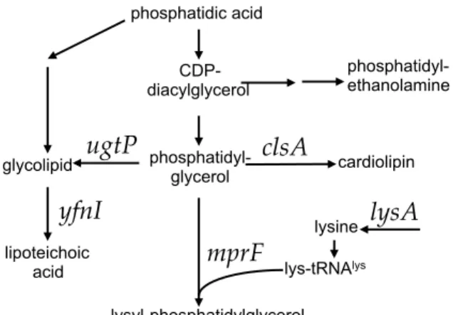 Figure 1. Pathways of phospholipid biosynthesis that affect conjugation of ICEBs1. Some of the  pathways involved in phospholipid biosynthesis are shown