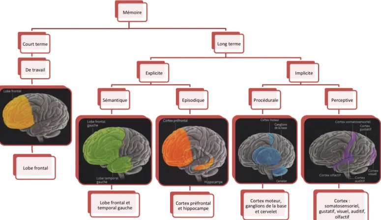 Figure 2 : Les différentes parties du cerveau impliquées dans la mémorisation. 