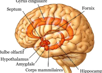 Figure 3 : Représentation schématique du système limbique. 