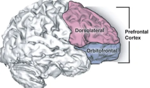 Figure 4 : Localisation du cortex préfrontal  Source : National Institutes of Health