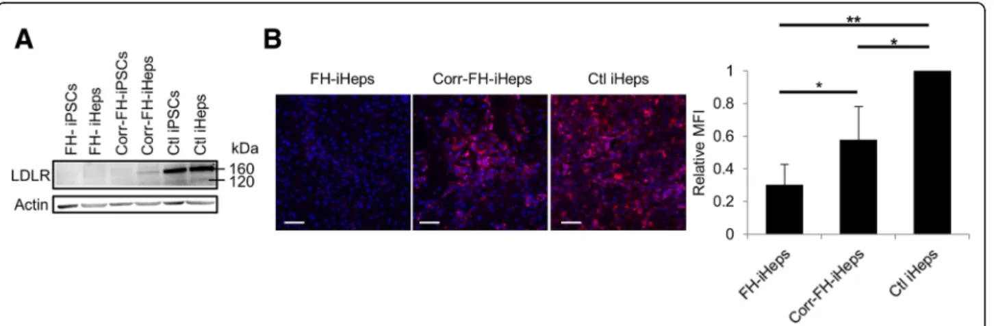 Fig. 4 Phenotypic rescue of corr-FH-iHeps. a Western blot analysis demonstrating the specificity of APOA2 promoter in corr-FH-iHeps