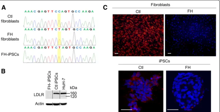 Fig. 1 FH-iPSCs recapitulate FH phenotype in vitro. a DNA sequences depicting the mutated nucleotide g.10891C&gt;T (c.97C-&gt;T, p.Q12X) in the LDLR exon 2 in FH-patient ’ s fibroblasts and iPSCs by contrast to normal human fibroblasts (Ctl)