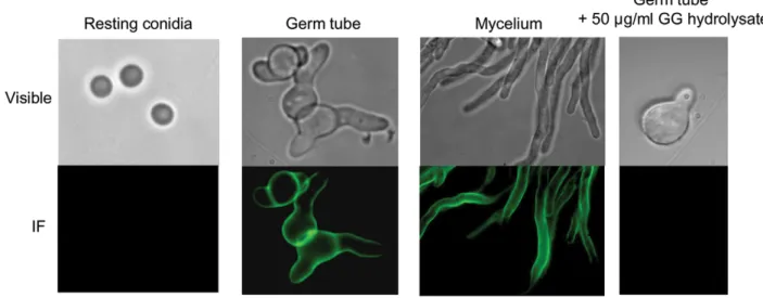 Figure 1. Detection of the galactosaminogalactan by immunofluorescence on resting, germinated conidia and on mycelium