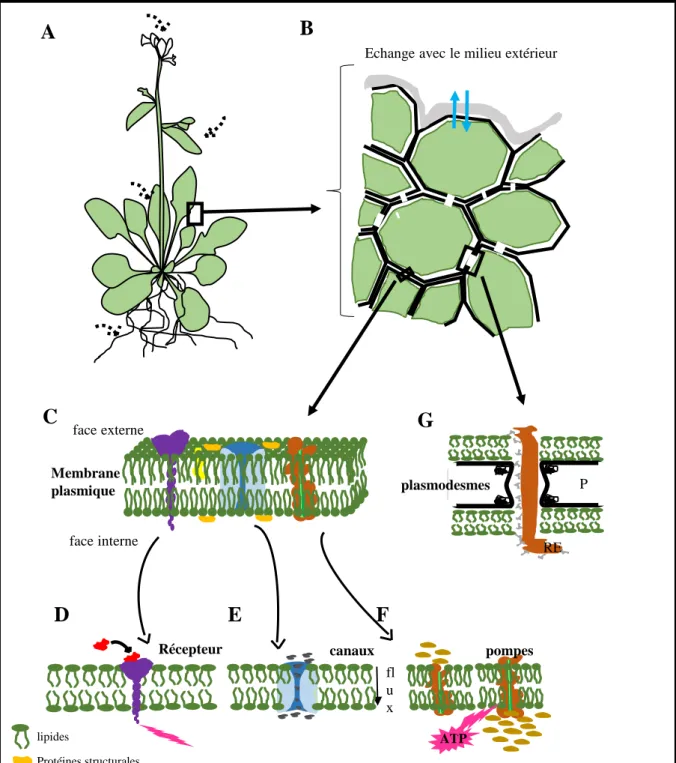 Figure 1. Communication cellulaire chez les plantes. A, plante herbacée constituée à sa base de racines et de  parties  aériennes  (tige,  feuilles,  fleurs)  percevant  des  signaux  extérieurs  (flèches  en  pointillées)