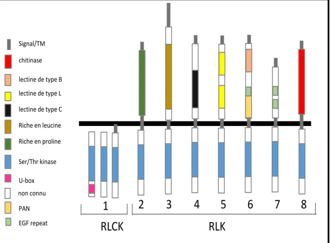Figure 2. Représentation simplifiée de la classification des récepteurs RLKs et RLCKs selon  la nomenclature de Shiu en 2001