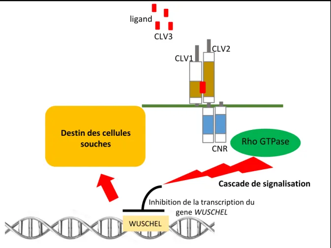 Figure 3. Schématisation des modèles de transmission de signaux du complexe CLV1-CLV2- CLV1-CLV2-CNR par la voie cytoplasmique