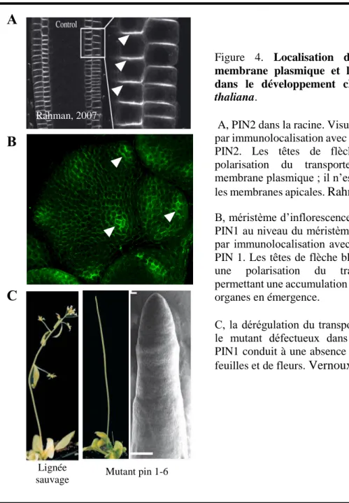 Figure  4.  Localisation  des  PINs  à  la  membrane  plasmique  et  leur  importance  dans  le  développement  chez  Arabidopsis  thaliana