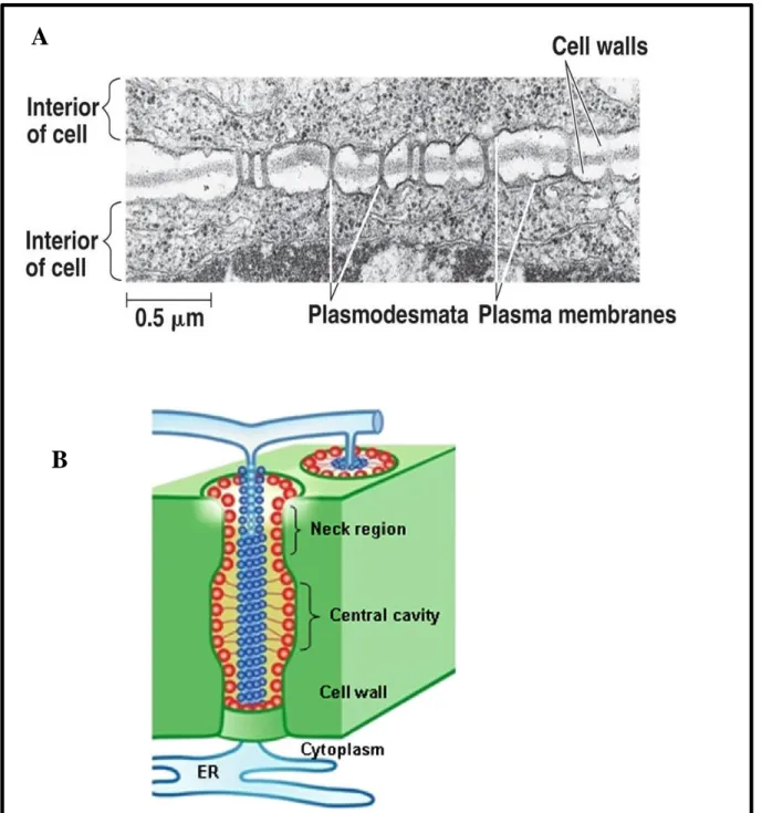 Figure  5.  Les  plasmodesmes  permettent  les  connexions  entre  les  cellules  voisines