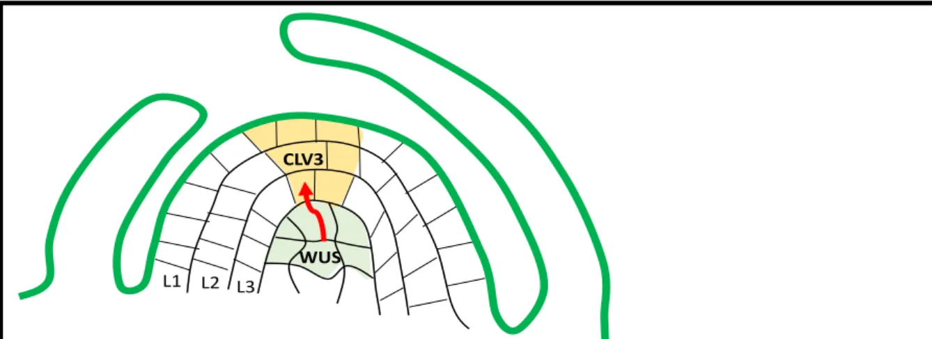 Figure  6.  Régulation  de  l’expression  du  gène  CLAVATA3  (CLV3)  par  le  gène  WUSCHEL   (WUS)